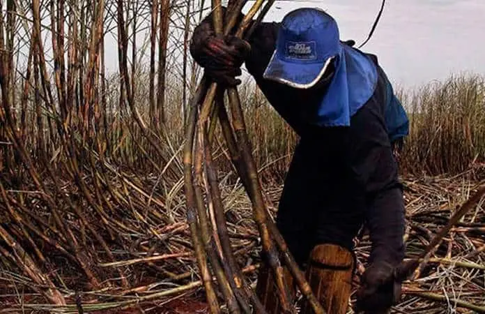 Exportaciones de azúcar a Estados Unidos disminuyen por medidas arancelarias