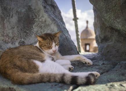 ¿Pueden los gatos morir de tristeza?
