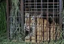 Captura exitosa del tigre siberiano en Reynosa
