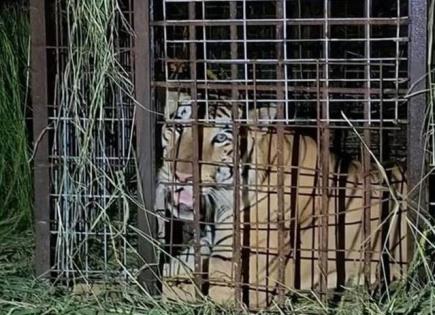 Captura exitosa del tigre siberiano en Reynosa