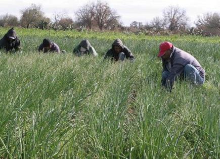 Denuncia EU trabajo  forzado en San Luis Potosí