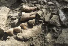 Descubrimiento del linaje neandertal aislado en el valle del Ródano Descubrimiento del linaje neandertal aislado en el valle del Ródano