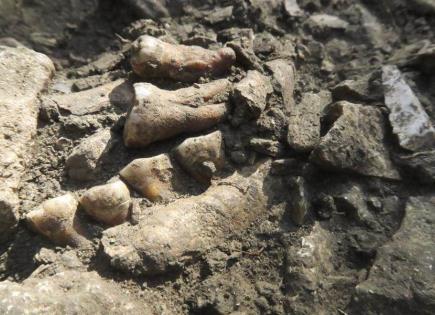 Descubrimiento del linaje neandertal aislado en el valle del Ródano