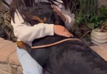 Rescate de perros maltratados en Pachuca