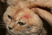 &iquest;Qu&eacute; hacer si a tu gato se le nota la columna?
