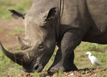 Aumento de rinocerontes y amenaza de caza furtiva