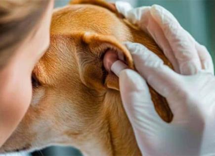 Todo lo que Debes Saber sobre la Otitis en Perros