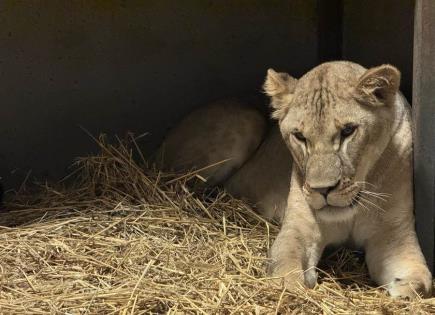 Rescate de Leones en Pairi Daiza