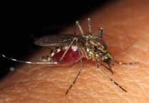 Alerta por brote de dengue en San Felipe Orizatlán, Hidalgo