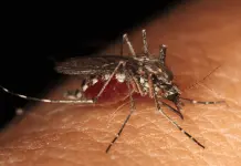 Alerta por brote de dengue en San Felipe Orizatl&aacute;n, Hidalgo