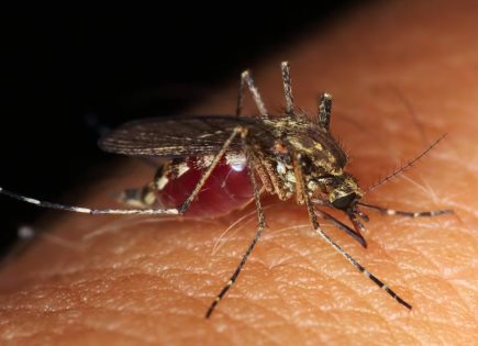 Alerta por brote de dengue en San Felipe Orizatlán, Hidalgo