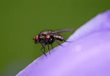 Atlas detallado de la mosca ts&eacute;-ts&eacute; en &Aacute;frica