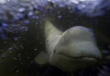 Turismo sostenible y conservación: las belugas de Churchill