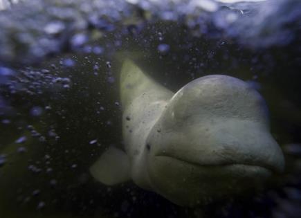 Turismo sostenible y conservación: las belugas de Churchill