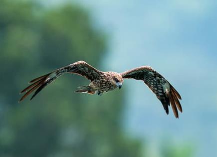 Impacto de la Extinción de Aves en el Ecosistema