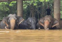 Emergencia por Inundaciones en Chiang Mai, Tailandia