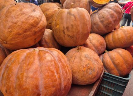 Fotos | Ya se ofertan enormes calabazas en Soledad