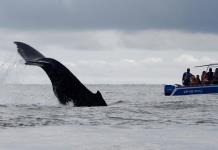 Impacto del cambio climático en el hábitat del tiburón ballena