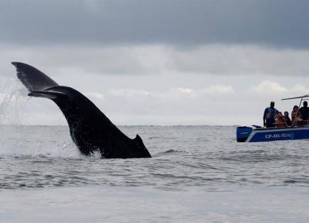 Impacto del cambio climático en el hábitat del tiburón ballena