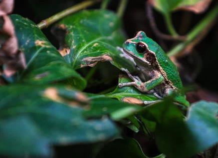 Investigadores de Ecuador descubren una nueva especie de rana de hojarasca