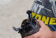 Impacto del derrame de hidrocarburos en comunidades indígenas Impacto del derrame de hidrocarburos en comunidades indígenas