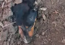 Llevarán a la FGE caso de perrito enterrado vivo en Ciudad Valles