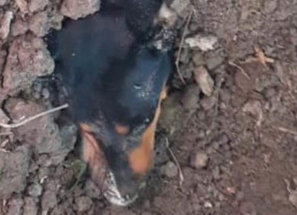 Llevarán a la FGE caso de perrito enterrado vivo en Ciudad Valles