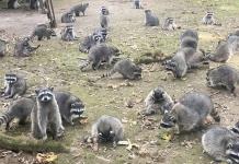 Mujer perseguida por una invasi&oacute;n de mapaches en Poulsbo, Washington