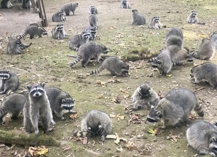 Mujer perseguida por una invasión de mapaches en Poulsbo, Washington