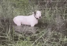 Hombre acusado de crueldad por dejar a su perro atado durante el hurac&aacute;n Milton