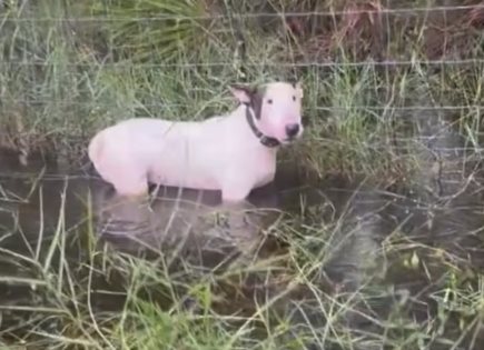 Hombre acusado de crueldad por dejar a su perro atado durante el huracán Milton