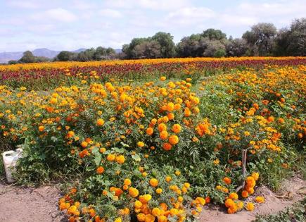 Comienza la venta de flores de muerto