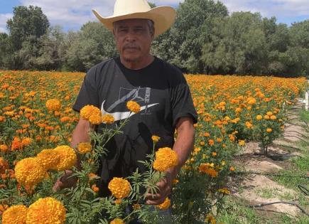 Se preparan en Soledad para el corte de cempasúchil