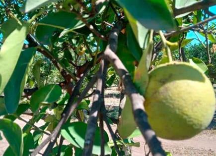 Plaga del HLB acaba con cultivos de naranja