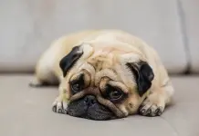 ¿Por qué los perros se parecen a sus dueños?