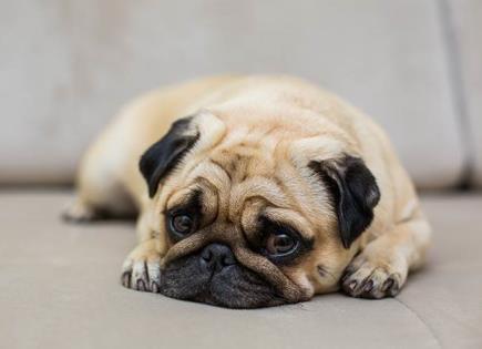 ¿Los perros pueden morir de tristeza? Importancia del cuidado emocional