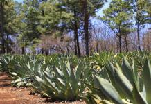 Impacto de la falta de polinización en el agave tequilana