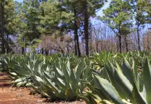 Impacto de la falta de polinización en el agave tequilana Impacto de la falta de polinización en el agave tequilana