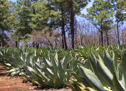 Impacto de la falta de polinización en el agave tequilana