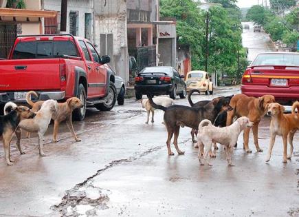 Solicitan una razzia canina