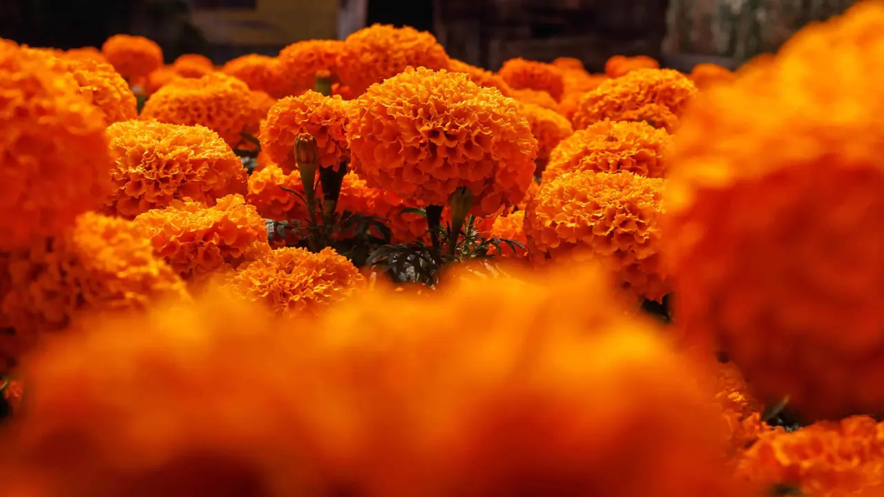 Beneficios de beber infusión de cempasúchil