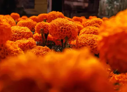 Beneficios de beber infusión de cempasúchil