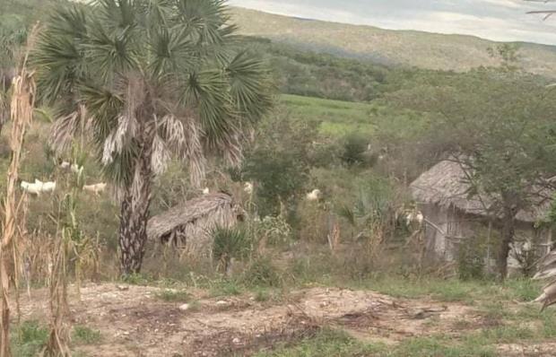 Por pleito agrario, balean a dos hombres y queman sus casas en Valles