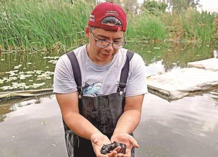 Ajolote se podría extinguir en 2025