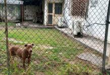 Ataque de Pitbull en Escuela Secundaria de Monterrey