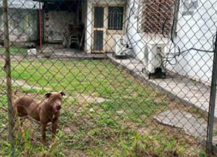 Ataque de Pitbull en Escuela Secundaria de Monterrey