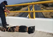 Encuentran bulto colgado en puente; resulta ser solo hierba Encuentran bulto colgado en puente; resulta ser solo hierba