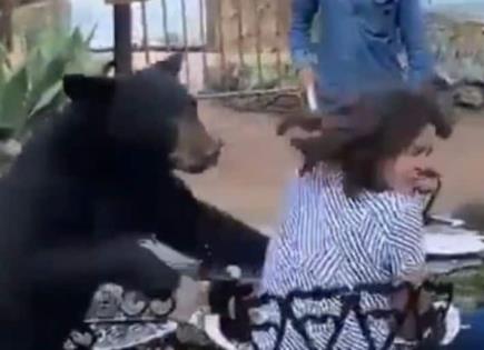 Video | Oso negro ataca a una mujer en restaurante de NL