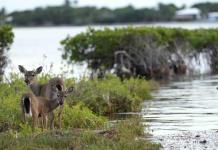 Amenaza del Nivel del Mar para los Ciervos de los Cayos de Florida