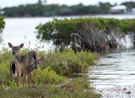 Amenaza del Nivel del Mar para los Ciervos de los Cayos de Florida